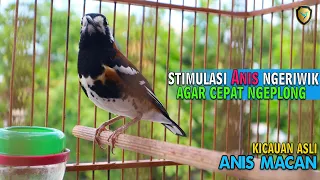 anis macan gacor ganteng kaki hitam mental baja