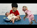 Download Lagu Monkey Diana is angry when Roma closes and can't get in to visit the baby