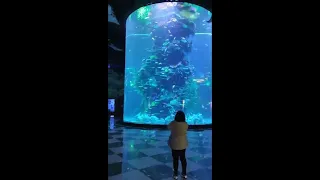 Many people are very concerned about how to cycle fish tanks