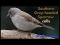 Download Lagu Southern Grey-headed Sparrow calls
