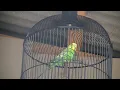 Download Lagu Suara Kasar Burung Parkit Untuk masteran burung Juara
