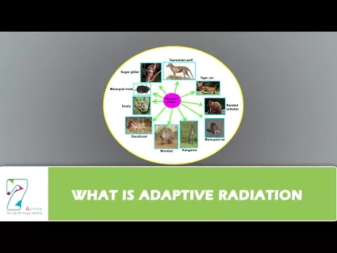 Download MP3 WHAT IS ADAPTIVE RADIATION