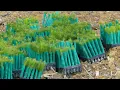 Gunyah Tree aka Brataualung Beauty 4K