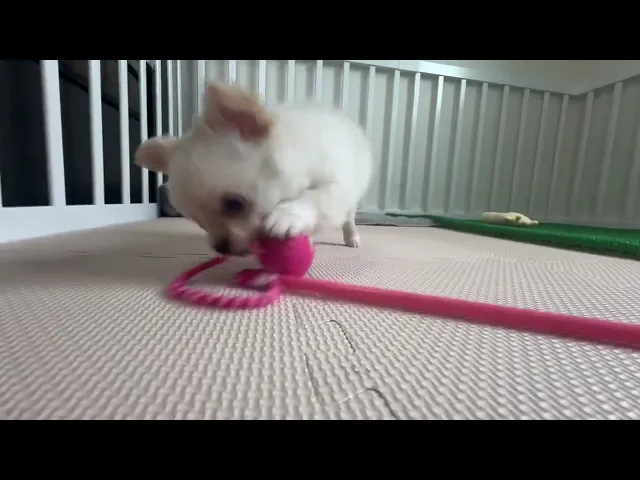 動画