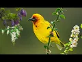 Download Lagu Успокаивающая музыка для нервов 🌿 лечебная музыка для сердца и сосудов, релакс, музыка для души #229