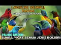 Download Lagu Pikat semua jenis kolibri || semua burung kolibri pada ngumpul