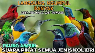 pikat semua jenis kolibri semua burung kolibri pada ngumpul