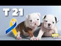 Down Syndrome in Dogs Its Possible
