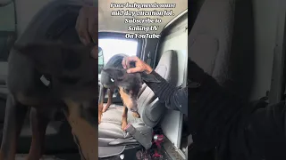 #fyp #dream #vlog #pets #doberman