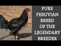 PURE PERUVIAN BREED OF JESUS QUIROZ