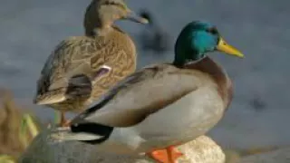 صوت البط الخظيري 