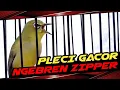 Download Lagu PLECI GACOR TEMBAKAN MEWAH // SUPER ZIPPER PANJANG BREN CIBLEK // pancingan pleci 2024 #vídeoviral