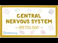 Central nervous system Histology