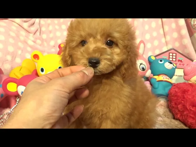 動画