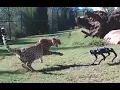 Cheetah vs Robodog - Zoo Robot Research testing world 1st