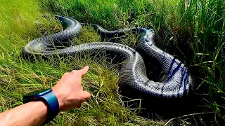 ENCONTRAMOS A MAIOR SUCURI DO MUNDO EM MINAS GERAIS! Caçadores de Anacondas - E5