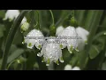 Download Lagu Lama'bud Illallah ( Jak saweu Poma) - cover #laguaceh #jaksaweupoma#cover #lirik #liriklagu#lama'bud