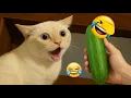 Lagu New Funniest Cats and Dogs Clips 2025😼🐶Try Not To Laugh😜 Part 24