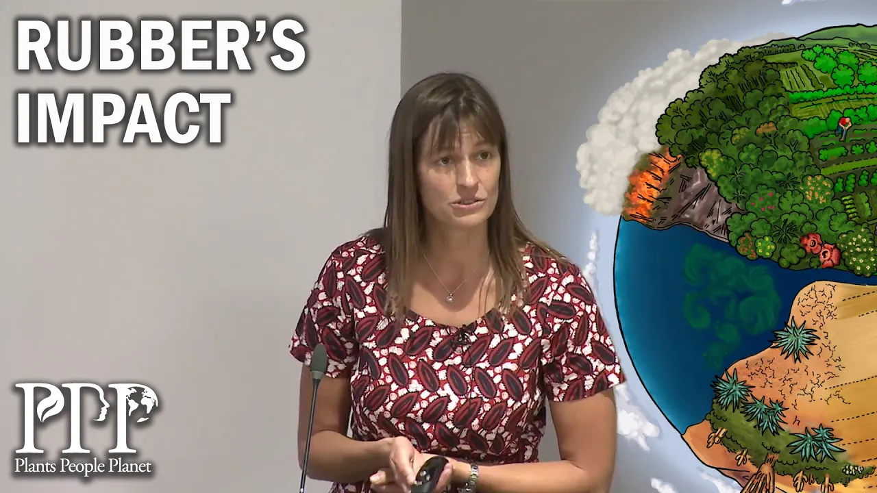 Antje Ahrends: The impact of rubber on forests in South East Asia