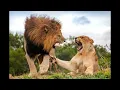 Download Lagu lion fight sounds vol 2