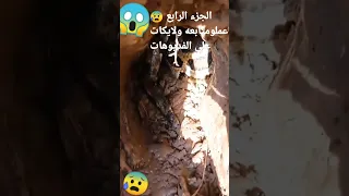 شوفو جحر الثعبان العملاق اكبر تعبان ممكن تشوفه 