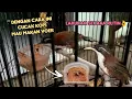 cara cucak kopi agar mau makan Voer