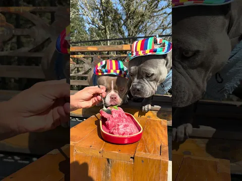 Raspadinha de Melancia 🍉 Fácil e Prático de fazer para os dia de calor ☀️ Maori Nuhri e Marê 🐾🐾🐾