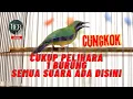 Lagu CUCAK CUNGKOK MATERI PALING SADIS ❗️❗️