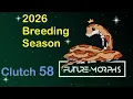Clutch 58 Cool Kastanie Amber Striped Combos Future-Morphs