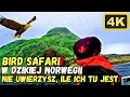 Download Lagu EPICKIE Bird Safari W Dzikiej Norwegii Pod Nordkapp! Rejs Życia - Ptasia Eksplozja Natury WOW! 4K