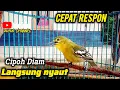 Download Lagu Suara Cipoh Gacor Pancingan Paling Cepat Reson Cipoh Diam Pasti Langsung Nyaut@ruyukchannel 