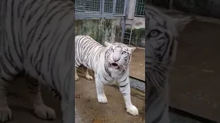 النمر الابيض النادر وطي الصوت 