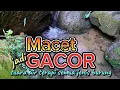 Download Lagu MACET jadi GACOR,terapi air untuk semua jenis burung, suara air