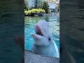 Download Lagu story suara lumba lumba #dolphin