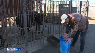 В Омске истощенных медведей заметили у придорожного кафе