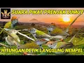 Download Lagu Suara pikat prenjak lumut, dijamin ampuh anti zonk