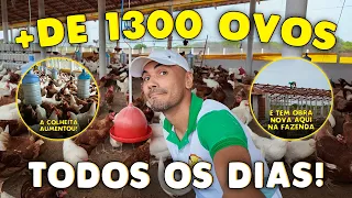 1.300 OVOS POR DIA!