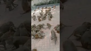 Monkey Sounds Viral Trending Monkey Animals Sound Bird Sounds Shortsvideo 