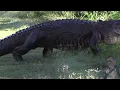 Unexpected Gator Crossing
