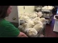 Turkey Giveaway in Oxnard