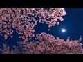 [Royalty Free Music] Cherry Blossoms Under the Moon - Tender Background Music [No Copyright]