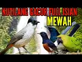 Download Lagu kutilang gacor full isian mewah || masteran kutilang terbaik