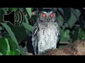 Download Lagu SUARA BURUNG HANTU CELEPUK