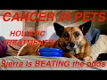 Download Lagu If Your Dog/Cat Has Cancer,  PLEASE WATCH THIS!