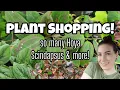 Download Lagu NEW HOYA, SCINDAPSUS, PEPEROMIA \u0026 MORE!! 🌿 Cool Plant Finds at Osborne's in Hooksett, NH 🐈‍⬛