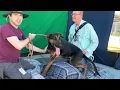 NEW A5531011 Benedict German Pinscher mix