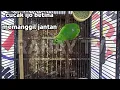 Download Lagu CUCAK IJO BETINA SUMATRA SUARA PIKAT MERAYU JANTAN,COCOK UNTUK TERAPI BURUNG MACET BUNYI
