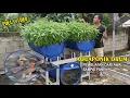 Download Lagu Membuat Aquaponik Drum Pelihara Ikan Lele \u0026 Menanam Kangkung Di Kebun Halaman Rumah | FULL VIDEO