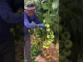 Lagu Pruning tomatoes 🍅 #farming #tips #satisfying #garden