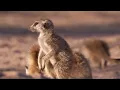 Download Meerkat Mother Exiles her Daughters for Her Unborn Babies | BBC Earth mp4 3gp mp3 videos - waplic